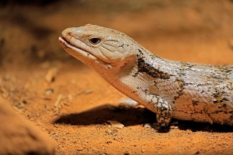 Blue-tongued skink (Tiliqua scincoides), adult, on the ground, foraging, alert, portrait,