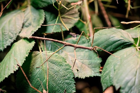 Annam stick insect (Medauroidea extradentata), Vietnamese stick insect, ghost insect, adult,