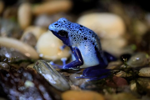 Blue poison dart frog (Dendrobates tinctorius), Blue poison dart frog, adult, alert, in water,
