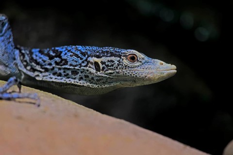 Blue-spotted tree monitor (Varanus macraei), MacRae's monitor, adult, portrait, alert, Southeast