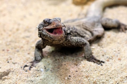Chuckwalla (Common Chuckwalla ater), adult, on the ground, foraging, Southwest USA, North America,