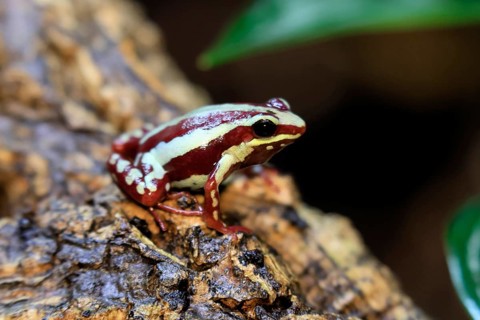 Three-striped Woodcreeper (Epipedobates tricolor), adult, on tree, Ecuador, South America