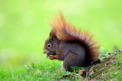 Squirrel (Sciurus vulgaris), adult, in a meadow, eating, with food, walnut, Mannheim, Germany