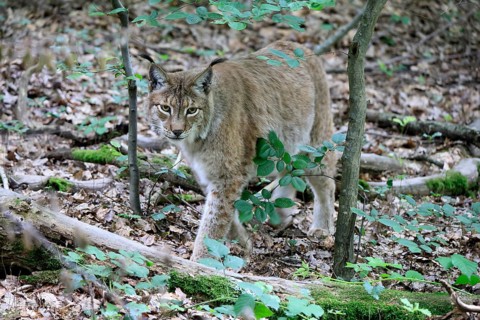 Eurasian lynx (Lynx lynx), adult, stalking, alert, in forest, Hesse, Germany, Europe, captive