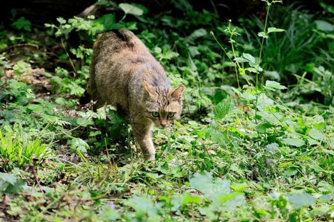 European wildcat (Felis silvestris), adult, stalking, in the forest, foraging, alert, Hesse,