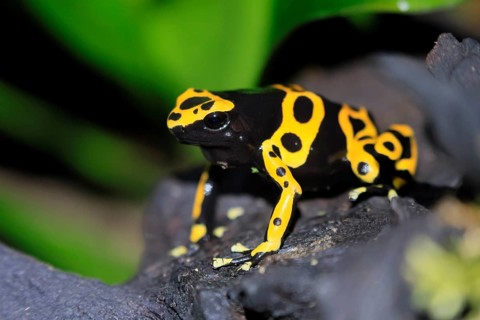 Yellow-banded poison dart frog (Dendrobates leucomelas), adult, alert, South America, captive