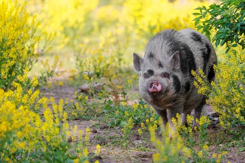 A Kunekune pig (sus scrofa domesticus), a domestic breed from New Zealand walks walks through a