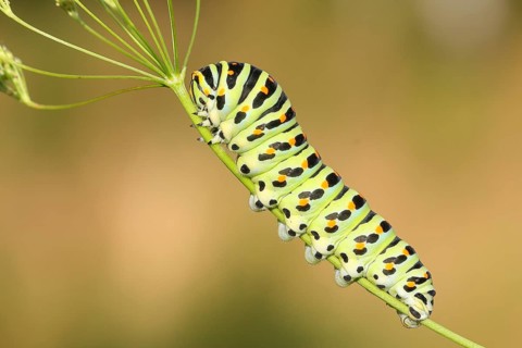 Swallowtail caterpillar (Papilio machaon), caterpillar sitting on Wild carrot (Daucus carota),