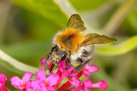 Field bumblebee (Bombus pascuorum), sucking nectar on summer lilac (Buddleja davidii), butterfly