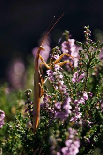 Praying mantis, August, Saxony, Germany