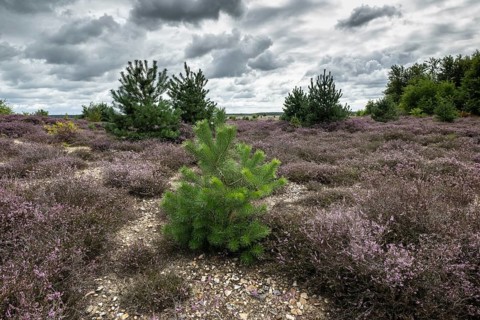 Heathland (Calluna vulgaris), Emsland, Lower Saxony, Germany