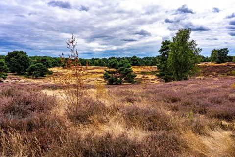 Westruper Heide, in the Hohe Mark Westmünsterland nature park Park, near Haltern am See, heather