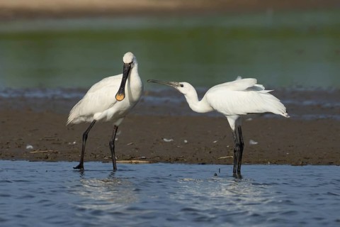 Eurasian spoonbill (Platalea leucorodia) two birds adult bird and juvenile bird begging for food in
