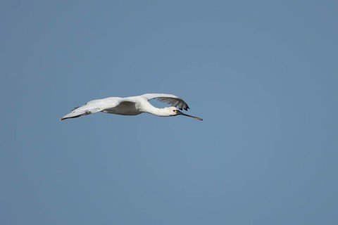 Eurasian spoonbill (Platalea leucorodia) adult bird flying in a blue sky, England, United Kingdom
