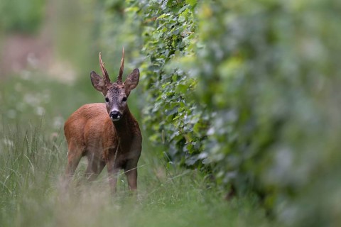 Roebuck in the rut, Biburg leaf time, Eifel Rhineland-Palatinate, Germany