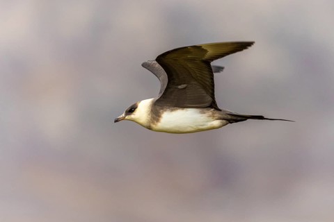 Long-tailed Skua (Stercorarius longicaudus) in flight, Aventdalen, Longyearbyen, Spitsbergen,