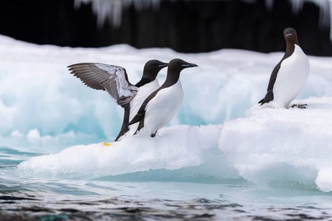 Thick-billed guillemot (Uria lomvia) on an ice floe, alcids (Alcidae), Alkefjellet, Spitsbergen,