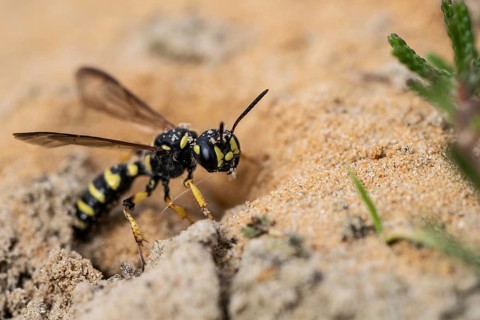 Digger wasp (Gorytes laticinctus), Emsland, Lower Saxony, Germany