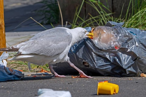 Bird nuisance by herring gull tearing up rubbish bag and feeding on trash, household refuse and