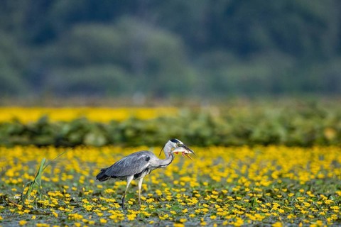 Grey heron (Ardea cinerea) amidst flowering sea pots (Nymphoides peltata) Hungary