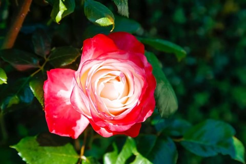 Rose (Rosa), cultivated rose, white and red blossom, green leaves, garden, flowers, plants,