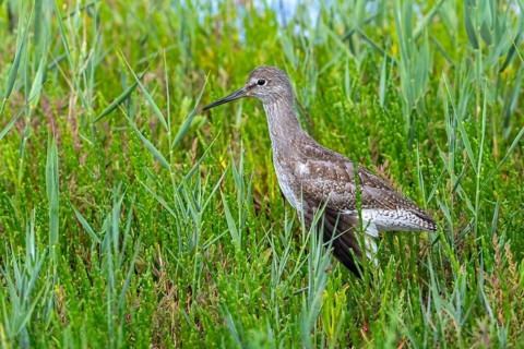 Injured common redshank (Tringa totanus) juvenile with broken wing hidden in glasswort vegetation