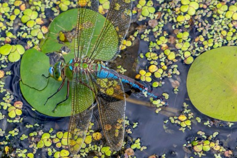Emperor dragonfly, blue emperor (Anax imperator, Anax formosa) female with blue abdomen laying eggs
