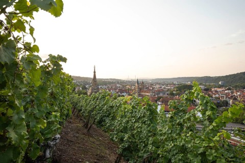 Sunrise over the vineyards of Esslingen am Neckar