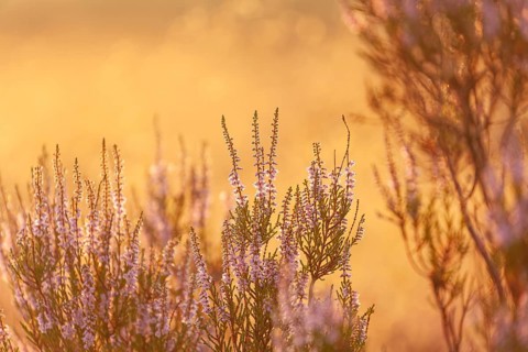 Bell heather (Erica tetralix) in the Lüneburg Heath in the yellow-red morning light at sunrise