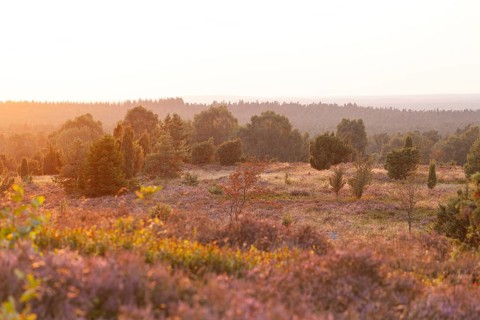 Beautiful sunset over the blooming heath on Wilseder Berg, Lüneburg Heath