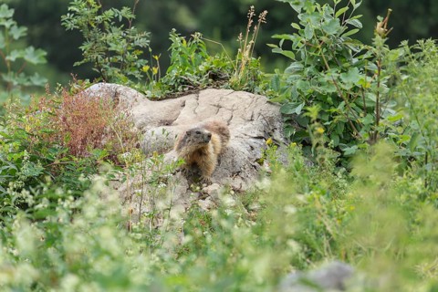 Marmot on the alpine meadow in front of the den on the Königsbachalm near Berchtesgaden