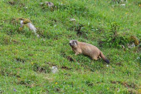 Young marmot on the alpine meadow in front of the burrow on the Königsbachalm near Berchtesgaden