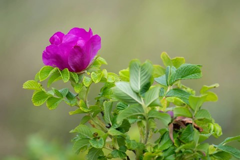 Dog rose (Rosa canina), Ringkøbing Fjord, Denmark