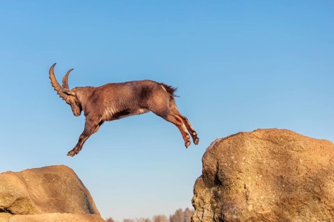 A male ibex (Capra ibex) leaps from rock to rock in the warm evening light. A blue sky can be seen
