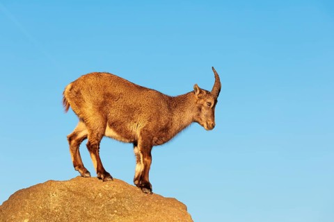 A female ibex (Capra ibex) stands on a rock in the warm evening light. A blue sky can be seen in