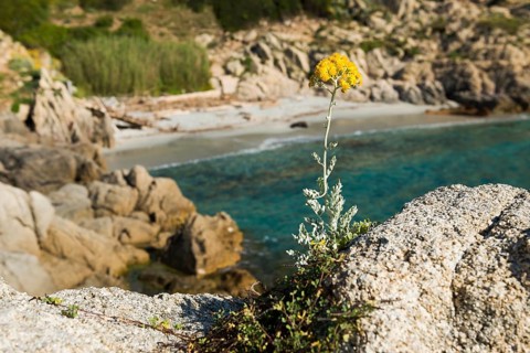 Picturesque hiking trail on the coast, Sentier du littoral, Cap Camarat, Saint Tropez, Var, French