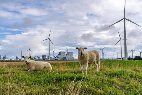 RWE coal-fired power plant Eemshavencentrale, in the seaport of Eemshaven, operator RWE Power, wind