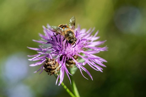 Tapered Dronefly (Eristalis pertinax) in a meadow knapweed (Centaurea jacea), Lower Saxony, Germany