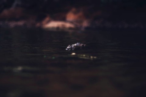 Special light atmosphere with crocodile in the outback in Windjana Gorge National Park in Australia
