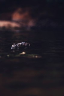 Special light atmosphere with crocodile in the outback in Windjana Gorge National Park in Australia