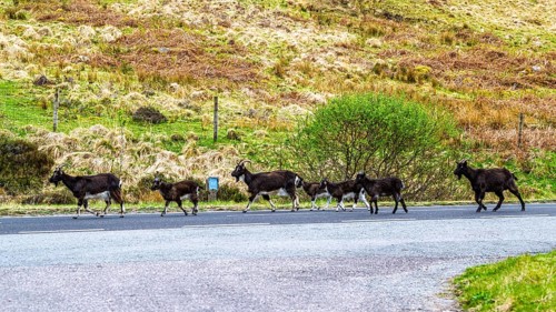 Goats over Invershiel, Loch Duich, Scotland, UK