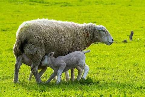 Sheep and farm in Lake District National Park, Coniston Water, Cumbria, England, United Kingdom