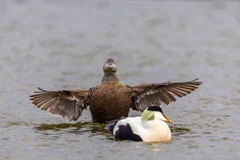 Eider duck (Somateria mollissima), hen grooming her feathers, duck birds (Anatidae), Aventdalen,
