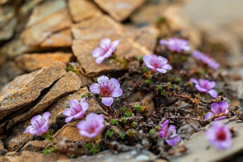 Red saxifrage (Saxifraga oppositifolia), saxifrage family (Saxifragaceae), Jotunkjeldene,