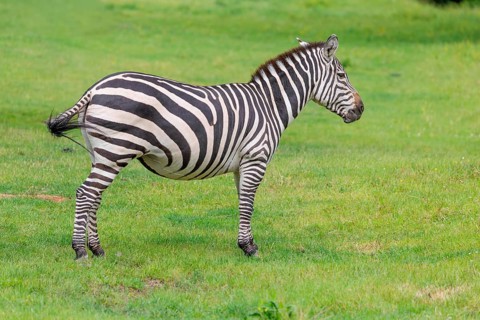 A Grant's zebra (Equus quagga boehmi) stands in a green meadow. Kenya