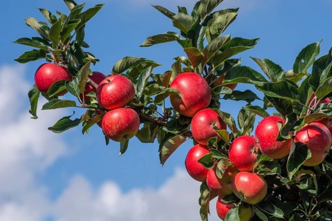 Red apples type Discovery in apple orchard in Rörum, Österlen fruit district, Simrishamn