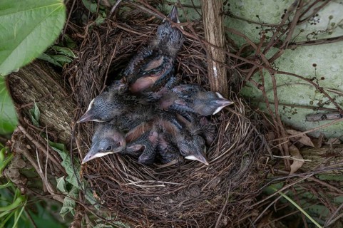 Five young blackbirds (Turdus merula) in the nest, Bavaria, Germany