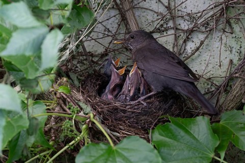 Mother blackbird (Turdus merula) with her five young at the nest, Bavaria, Germany