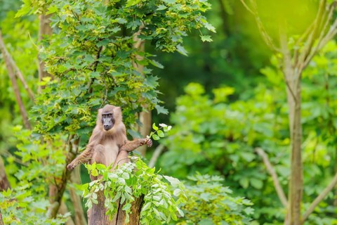 A female Drill (Mandrillus leucophaeus) sits high up in a tree, eating leaves. A green forest can