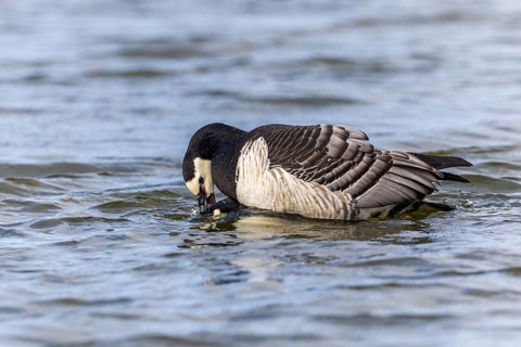White-fronted Goose (Branta leucopsis), Geese (Anseriformes), Mating in the water, Aventdalen,